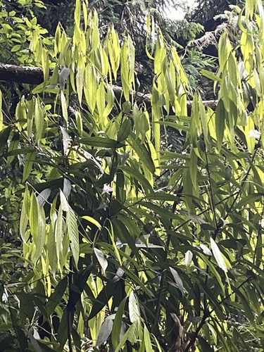 Lithocarpus amygdalifolius