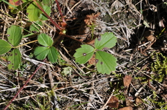 Fragaria cascadensis
