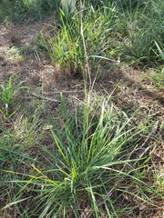 Austrostipa flavescens
