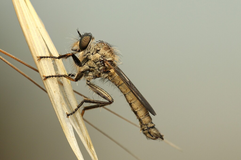 Cerdistus syriacus