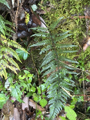 Korean rock fern