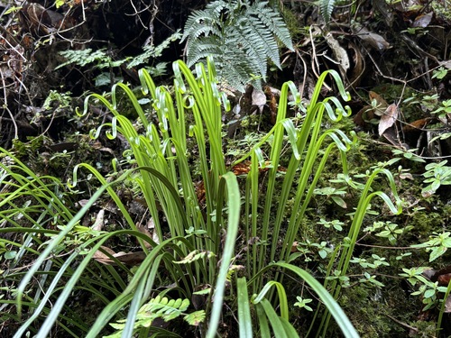 Haplopteris flexuosa
