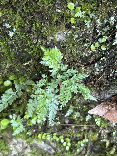 Beijing spleenwort