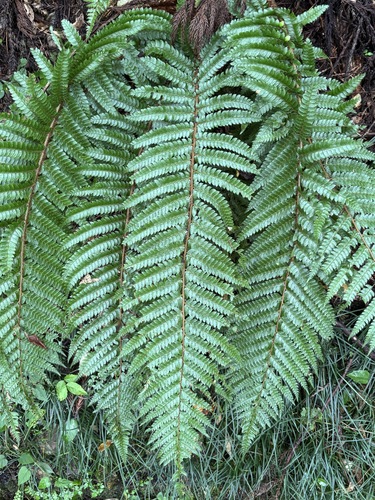 Japanese tassel fern