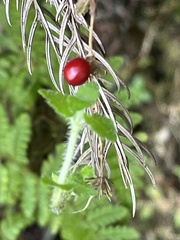 Hemiphragma heterophyllum, photograph (c) 謝麗霦, some rights reserved (CC BY)