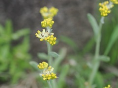 Pseudognaphalium affine, photograph (c) ITÔ, Hiroki, some rights reserved (CC BY)