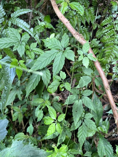 Gynostemma pentaphyllum, photograph 2