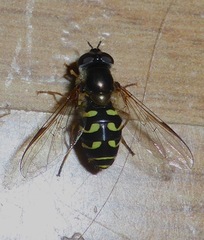 Dasysyrphus intrudens