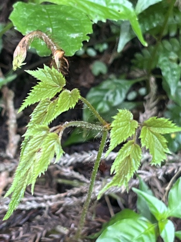 Astilbe macroflora, photograph 3