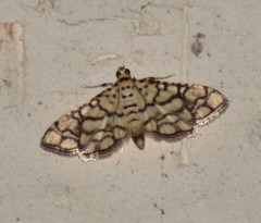 Hileithia rehamalis