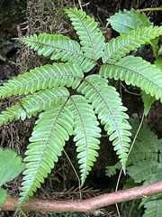 Pteris setulosocostulata, photograph (c) 謝麗霦, some rights reserved (CC BY)
