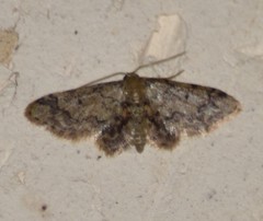 Idaea pervertipennis