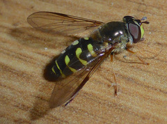 Dasysyrphus intrudens