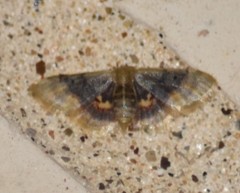 Idaea scintillularia