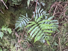 Plagiogyria glauca, photograph (c) 謝麗霦, some rights reserved (CC BY)