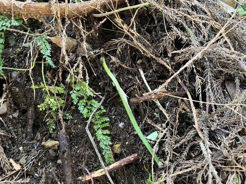 Asplenium tenuifolium, 2026-06-20