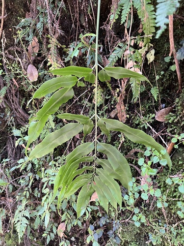 Coniogramme japonica, photograph 3