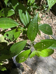 (c) 謝麗霦, some rights reserved (CC BY) Pilea melastomoides, photograph (c) 謝麗霦, some rights reserved (CC BY)