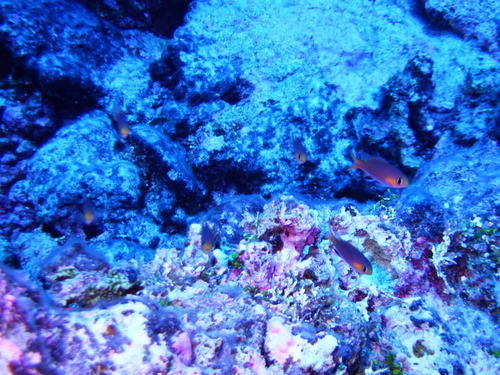 Chromis acares observed 2026-06-20