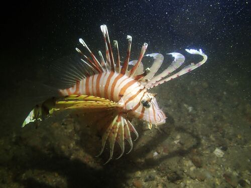 Clearfin lionfish (Pterois russelii) — Scorpaenidae