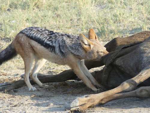 Southern Black-backed Jackal