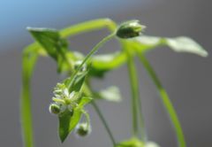 Stellaria ruderalis