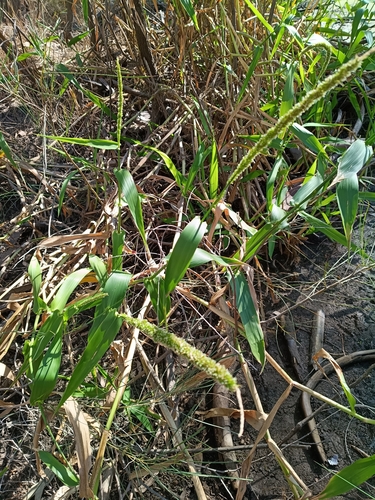 West Indian marsh grass