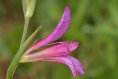 Gladiolus italicus