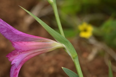 Gladiolus italicus