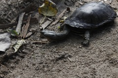 Hydromedusa tectifera