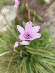 Dierama tyrium