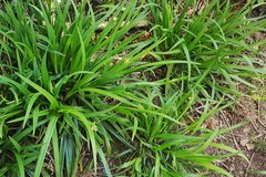 Carex hendersonii
