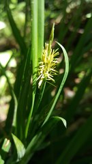 Carex hendersonii