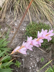 Dierama tyrium