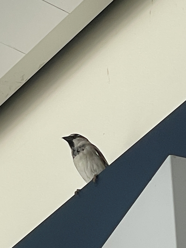House Sparrow