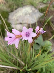 Dierama tyrium
