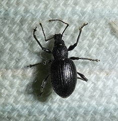 Otiorhynchus meridionalis