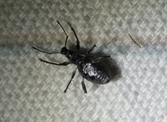 Otiorhynchus meridionalis