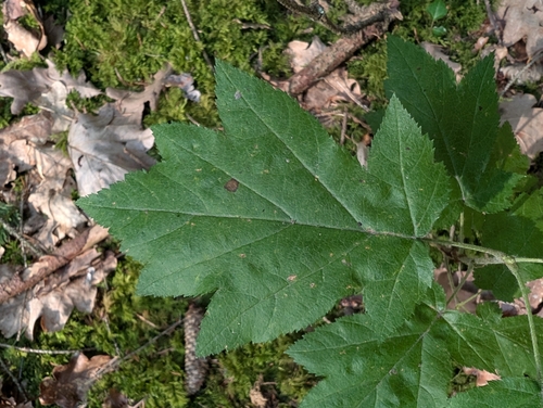 Wild Service-tree