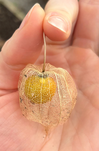 Cape gooseberry