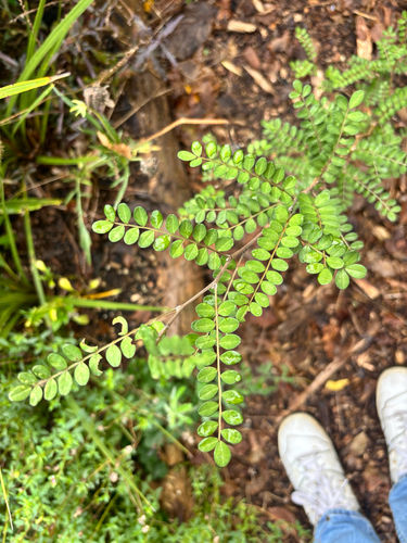 Small-leaved kowhai