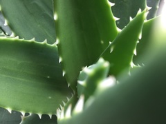 Agave inaequidens