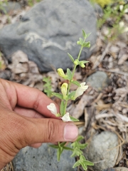 Scutellaria californica, photograph (c) Marco Iboshi, some rights reserved (CC BY)