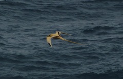 Phaethon lepturus fulvus