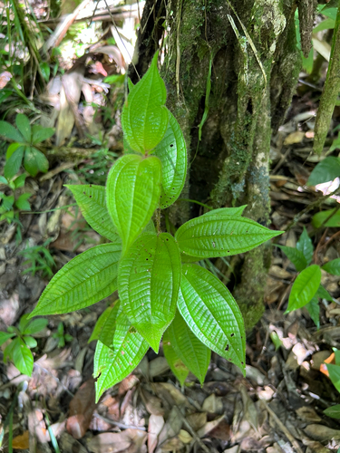 Miconia crenata observed 2026-06-17