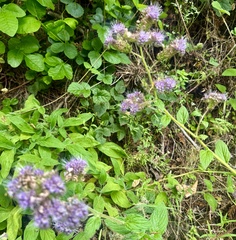 Phacelia californica, photograph author not stated, no rights reserved