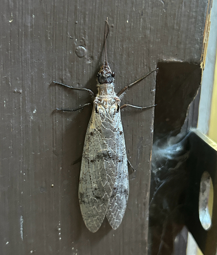 iNaturalist observation photo of Dysmicohermes ingens