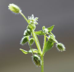 Stellaria ruderalis