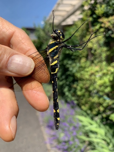 Macromia amphigena amphigena