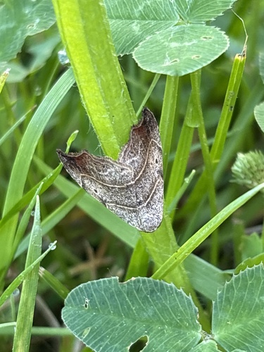 Beautiful Hook-tip